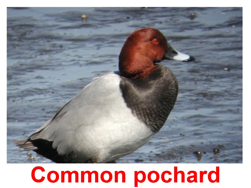 Common pochard